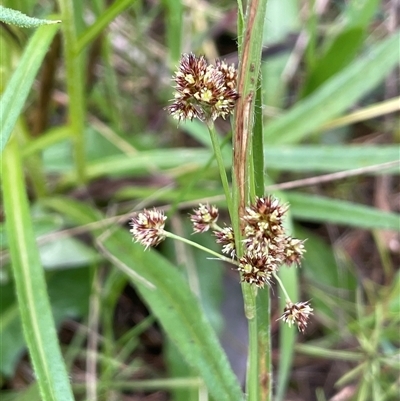 Luzula densiflora (Dense Wood-rush) at Garran, ACT - 8 Oct 2022 by JaneR