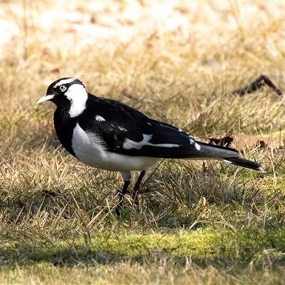 Grallina cyanoleuca (Magpie-lark) at Yarralumla, ACT - 14 Jul 2025 by AlisonMilton