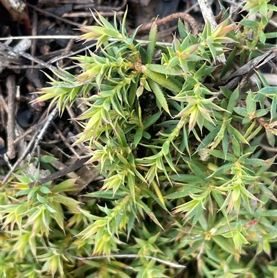 Styphelia humifusum (Cranberry Heath) at Kenny, ACT - 27 Jul 2025 by JaneR
