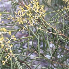 Acacia boormanii (Snowy River Wattle) at Kenny, ACT - 27 Jul 2025 by JaneR