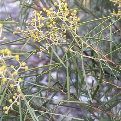 Acacia boormanii (Snowy River Wattle) at Kenny, ACT - 27 Jul 2025 by JaneR