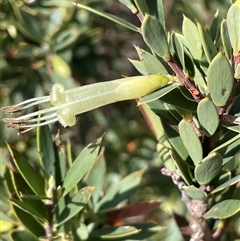 Styphelia triflora (Five-corners) at Watson, ACT - 8 Apr 2024 by JaneR