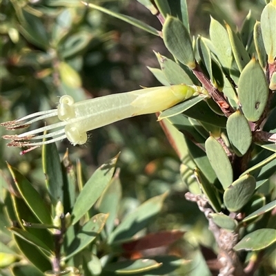 Styphelia triflora (Five-corners) at Watson, ACT - 8 Apr 2024 by JaneR
