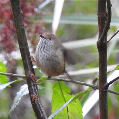 Acanthiza pusilla (Brown Thornbill) at Emerald, VIC - 29 Jul 2025 by GlossyGal