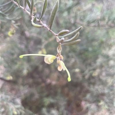 Grevillea arenaria subsp. arenaria (Nepean Spider Flower) at Hackett, ACT - 12 Sep 2024 by JaneR