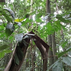 Phyllanthus clamboides at Finlayvale, QLD - 1 Mar 2022 by JasonPStewart