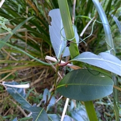 Rhodomyrtus psidioides (native guava) at Port Macquarie, NSW - 29 Jul 2025 by NJ