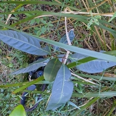 Rhodomyrtus psidioides at Port Macquarie, NSW - suppressed
