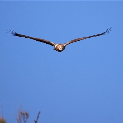 Icthyophaga leucogaster (White-bellied Sea-Eagle) at Jeremadra, NSW - 29 Jul 2025 by jb2602