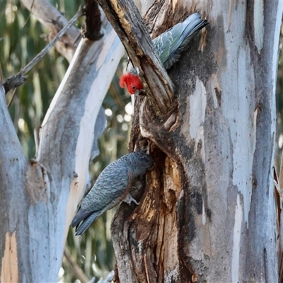Callocephalon fimbriatum (Gang-gang Cockatoo) at Deakin, ACT - 20 Jul 2025 by LisaH
