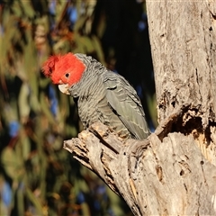 Callocephalon fimbriatum (Gang-gang Cockatoo) at Deakin, ACT - 20 Jul 2025 by LisaH