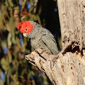 Callocephalon fimbriatum (Gang-gang Cockatoo) at Deakin, ACT - 20 Jul 2025 by LisaH