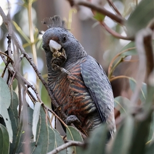 Callocephalon fimbriatum (Gang-gang Cockatoo) at Hughes, ACT - 19 Jul 2025 by LisaH