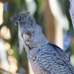 Callocephalon fimbriatum (Gang-gang Cockatoo) at Hughes, ACT - 19 Jul 2025 by LisaH