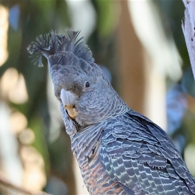 Callocephalon fimbriatum (Gang-gang Cockatoo) at Hughes, ACT - 19 Jul 2025 by LisaH