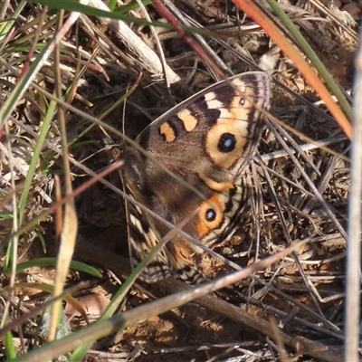 Junonia villida (Meadow Argus) at Harrison, ACT - 11 Jun 2020 by AndyRoo
