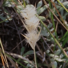 Rytidosperma (genus) (Wallaby Grass) at Harrison, ACT - 11 Jun 2020 by AndyRoo