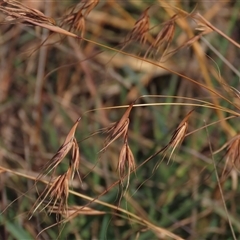 Themeda triandra (Kangaroo Grass) at Harrison, ACT - 11 Jun 2020 by AndyRoo
