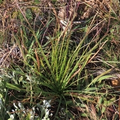 Eryngium ovinum (Blue Devil) at Harrison, ACT - 11 Jun 2020 by AndyRoo