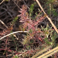 Asperula conferta (Common Woodruff) at Harrison, ACT - 11 Jun 2020 by AndyRoo
