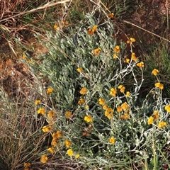 Chrysocephalum apiculatum (Common Everlasting) at Harrison, ACT - 11 Jun 2020 by AndyRoo