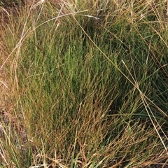 Tricoryne elatior (Yellow Rush Lily) at Harrison, ACT - 11 Jun 2020 by AndyRoo