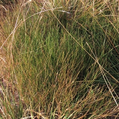 Tricoryne elatior (Yellow Rush Lily) at Harrison, ACT - 11 Jun 2020 by AndyRoo