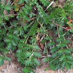Acaena (genus) (A Sheep's Burr) at Harrison, ACT - 11 Jun 2020 by AndyRoo