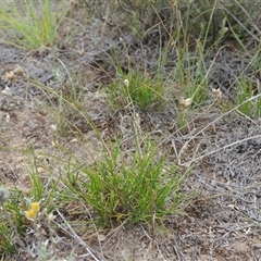 Laxmannia gracilis (Slender Wire Lily) at Theodore, ACT - 23 Jan 2025 by MichaelBedingfield