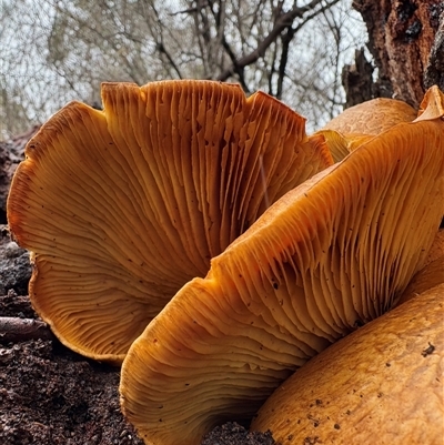 Gymnopilus junonius (Spectacular Rustgill) at Hawker, ACT - 28 Jul 2025 by LeahColebrook