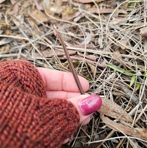 Thelymitra sp. (pauciflora complex) at Captains Flat, NSW - suppressed