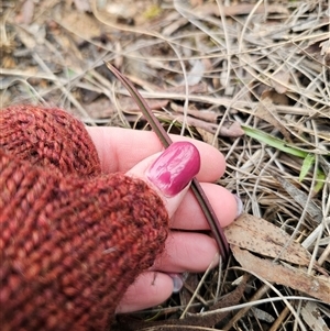 Thelymitra sp. (pauciflora complex) at Captains Flat, NSW - suppressed