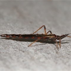 Idolothrips spectrum (Giant thrips) at Acton, ACT - 29 Jul 2025 by TimL