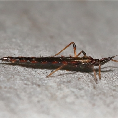 Idolothrips spectrum (Giant thrips) at Acton, ACT - 29 Jul 2025 by TimL