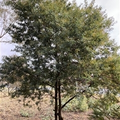 Acacia baileyana x Acacia dealbata (Cootamundra Wattle x Silver Wattle (Hybrid)) at Watson, ACT - 28 Jul 2025 by waltraud