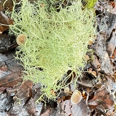 Unverified Moss, Liverwort or Hornwort at Olinda, VIC - 28 Jun 2025 by GlossyGal