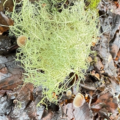 Unverified Moss, Liverwort or Hornwort at Olinda, VIC - 28 Jun 2025 by GlossyGal
