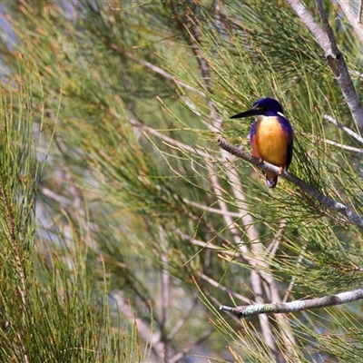 Ceyx azureus (Azure Kingfisher) at Jeremadra, NSW - 29 Jul 2025 by jb2602
