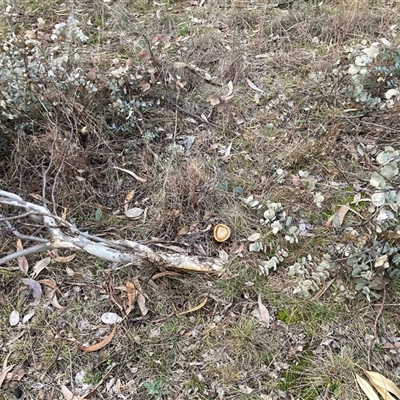 Eucalyptus bridgesiana (Apple Box) at Hackett, ACT - 29 Jul 2025 by waltraud