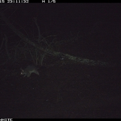 Trichosurus vulpecula (Common Brushtail Possum) at Crowther, NSW - 15 Jun 2025 by Frecko