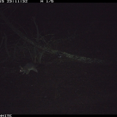Trichosurus vulpecula (Common Brushtail Possum) at Crowther, NSW - 15 Jun 2025 by Frecko