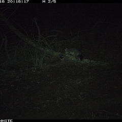 Trichosurus vulpecula (Common Brushtail Possum) at Crowther, NSW - 16 Jun 2025 by Frecko