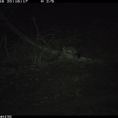 Trichosurus vulpecula (Common Brushtail Possum) at Crowther, NSW - 16 Jun 2025 by Frecko