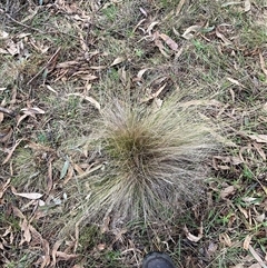 Nassella trichotoma (Serrated Tussock) at Hackett, ACT - 29 Jul 2025 by waltraud