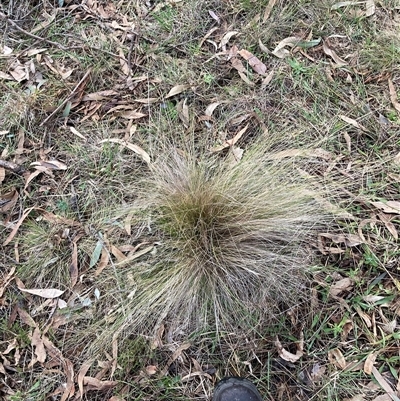 Nassella trichotoma (Serrated Tussock) at Hackett, ACT - 29 Jul 2025 by waltraud