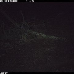 Trichosurus vulpecula (Common Brushtail Possum) at Crowther, NSW - 16 Jun 2025 by Frecko