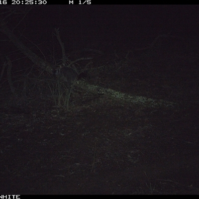 Trichosurus vulpecula (Common Brushtail Possum) at Crowther, NSW - 16 Jun 2025 by Frecko