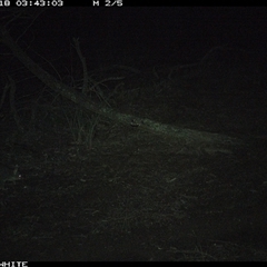 Trichosurus vulpecula (Common Brushtail Possum) at Crowther, NSW - 18 Jun 2025 by Frecko