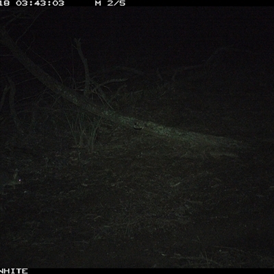 Trichosurus vulpecula (Common Brushtail Possum) at Crowther, NSW - 18 Jun 2025 by Frecko
