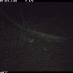 Trichosurus vulpecula (Common Brushtail Possum) at Crowther, NSW - 19 Jun 2025 by Frecko